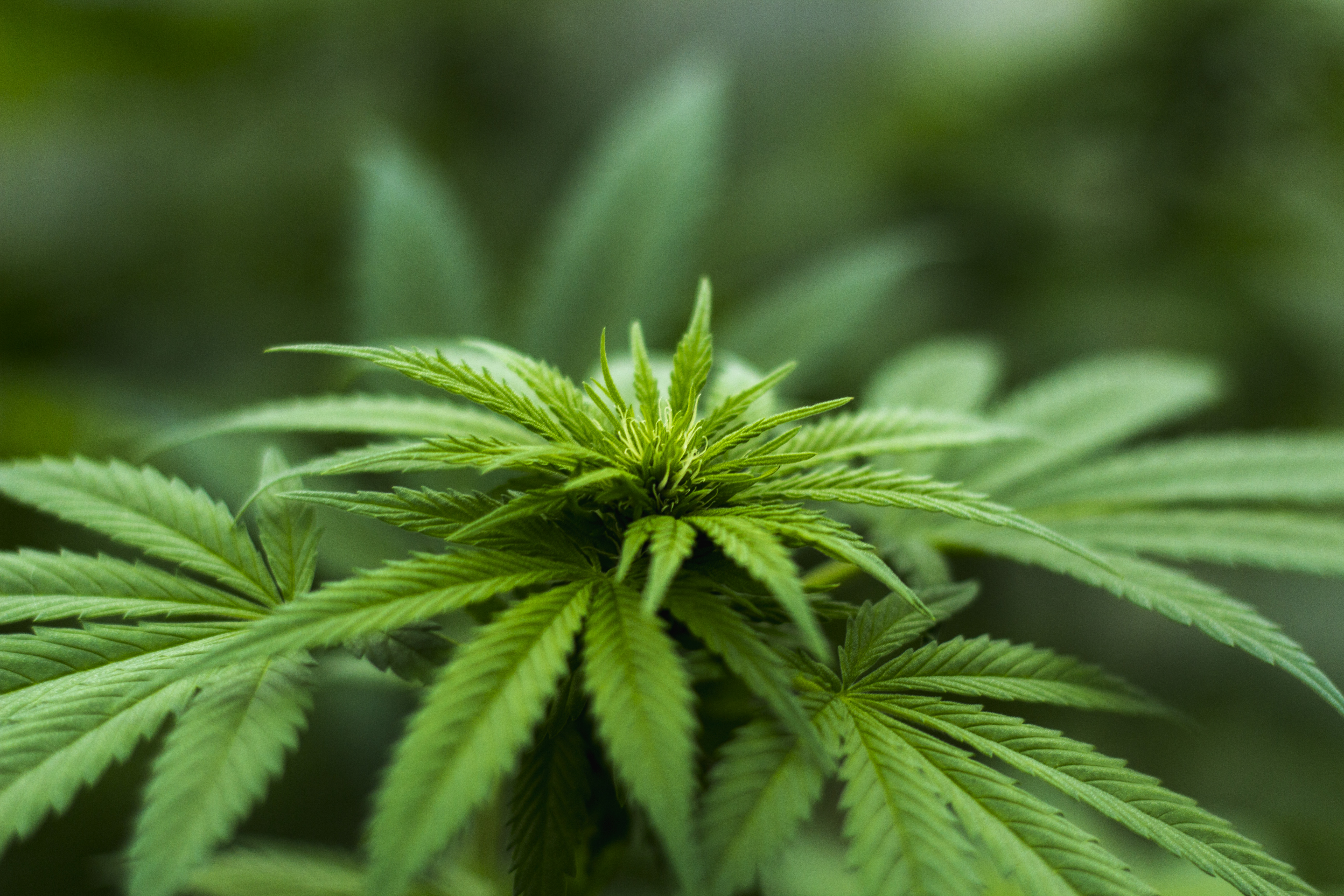 Identifying quality cannabis products Cannabis-Branding und -Marketing