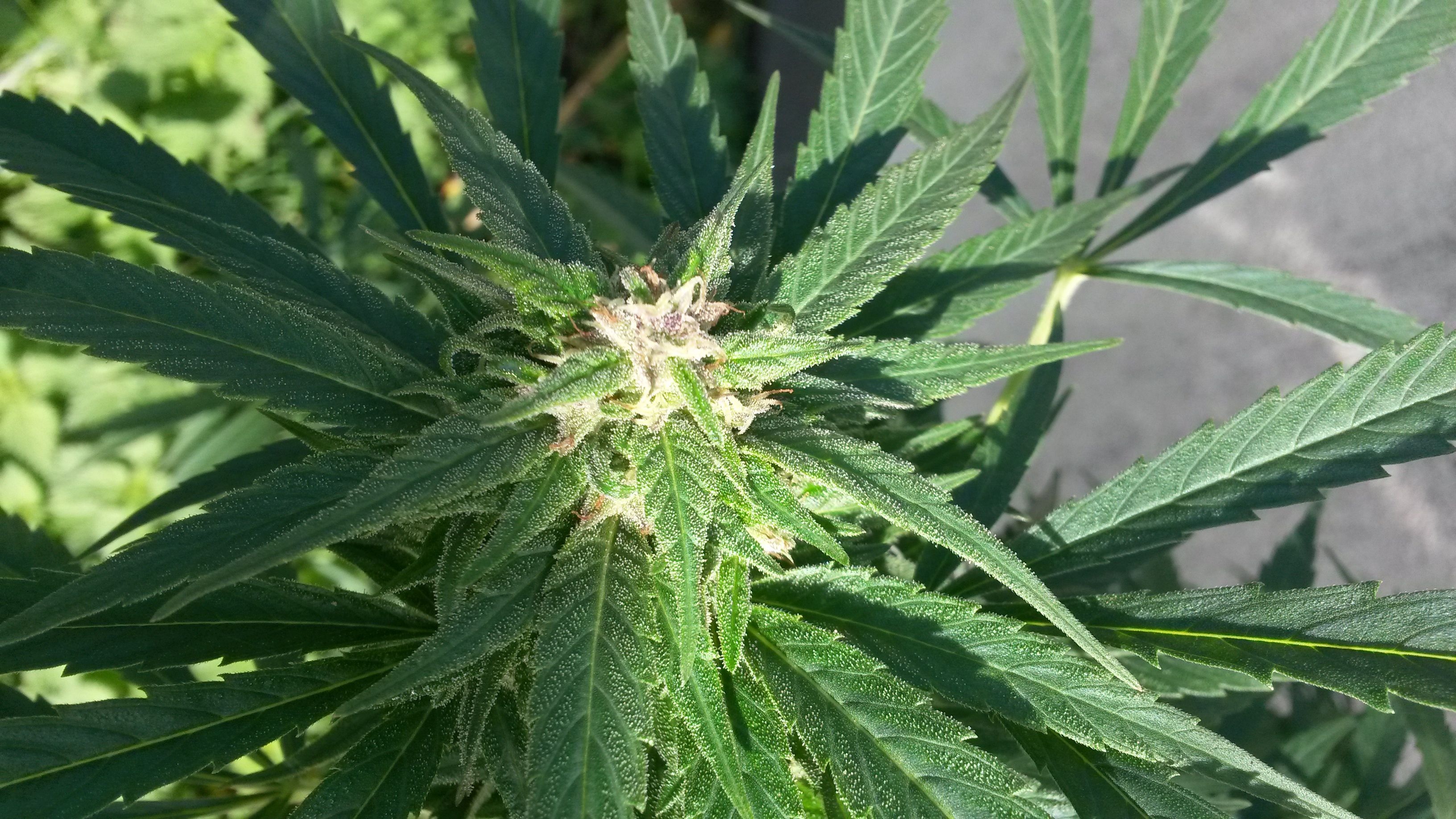 Cannabis freshness packaging Verpackung exotischer Cannabissorten