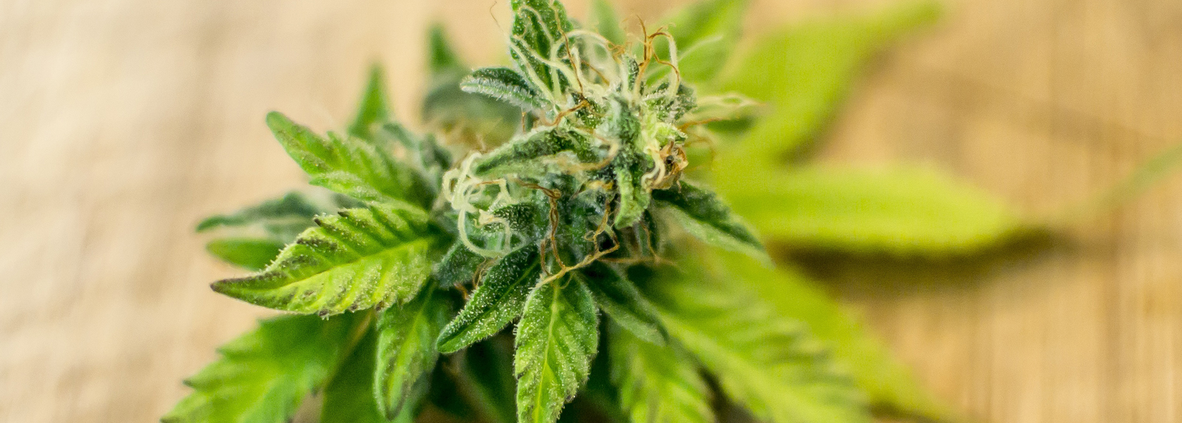 Marihuana aufrechte Behälter mit Kinderschlössern