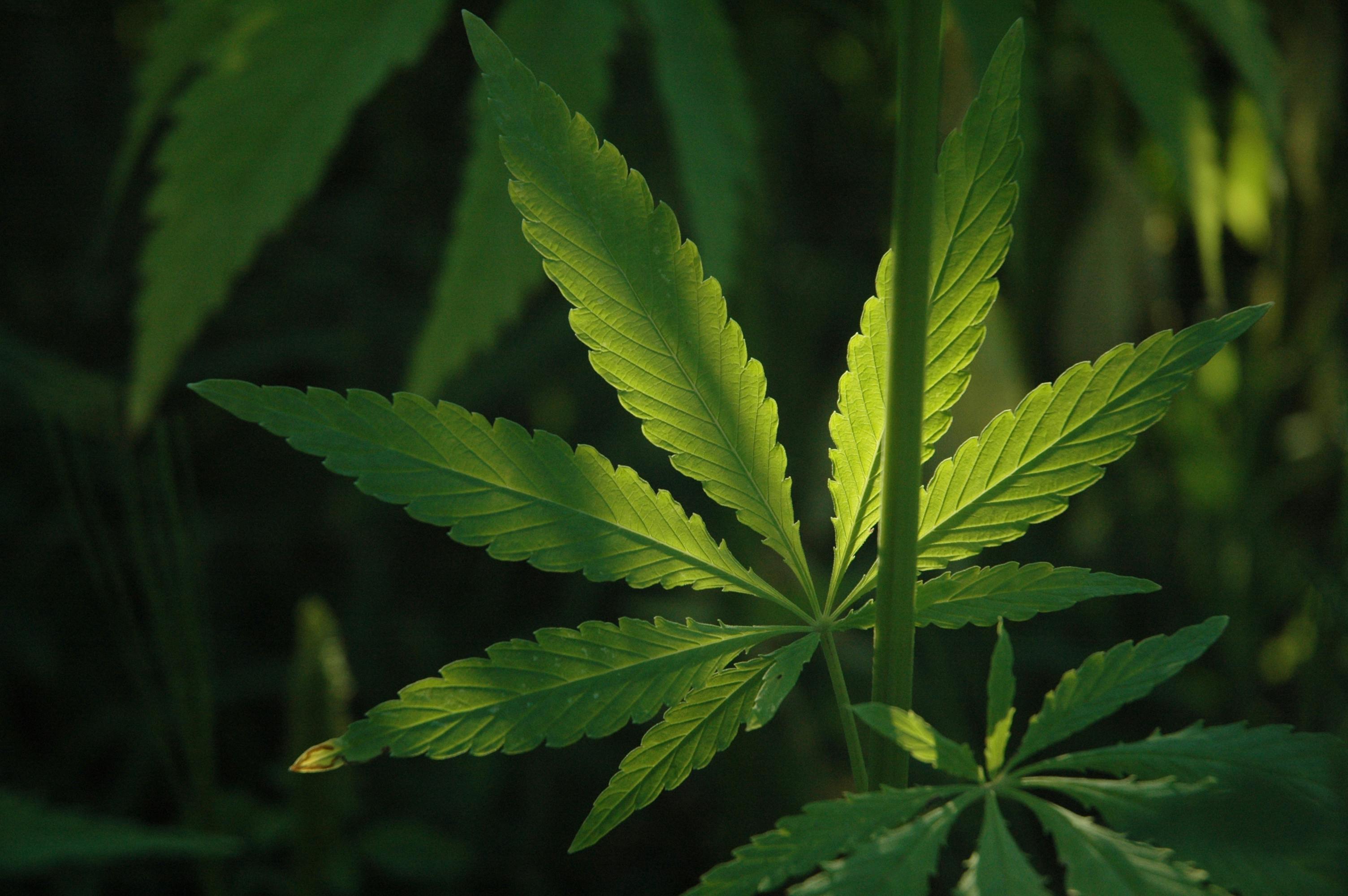 Biologisch abbaubare Cannabisverpackung