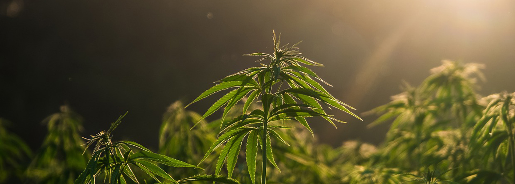 Clear Fenster Mylar -Druckverschlussbeutel für Cannabis