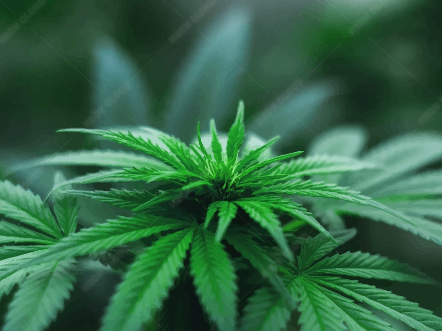 Bulk -Cannabis -Bag -Design