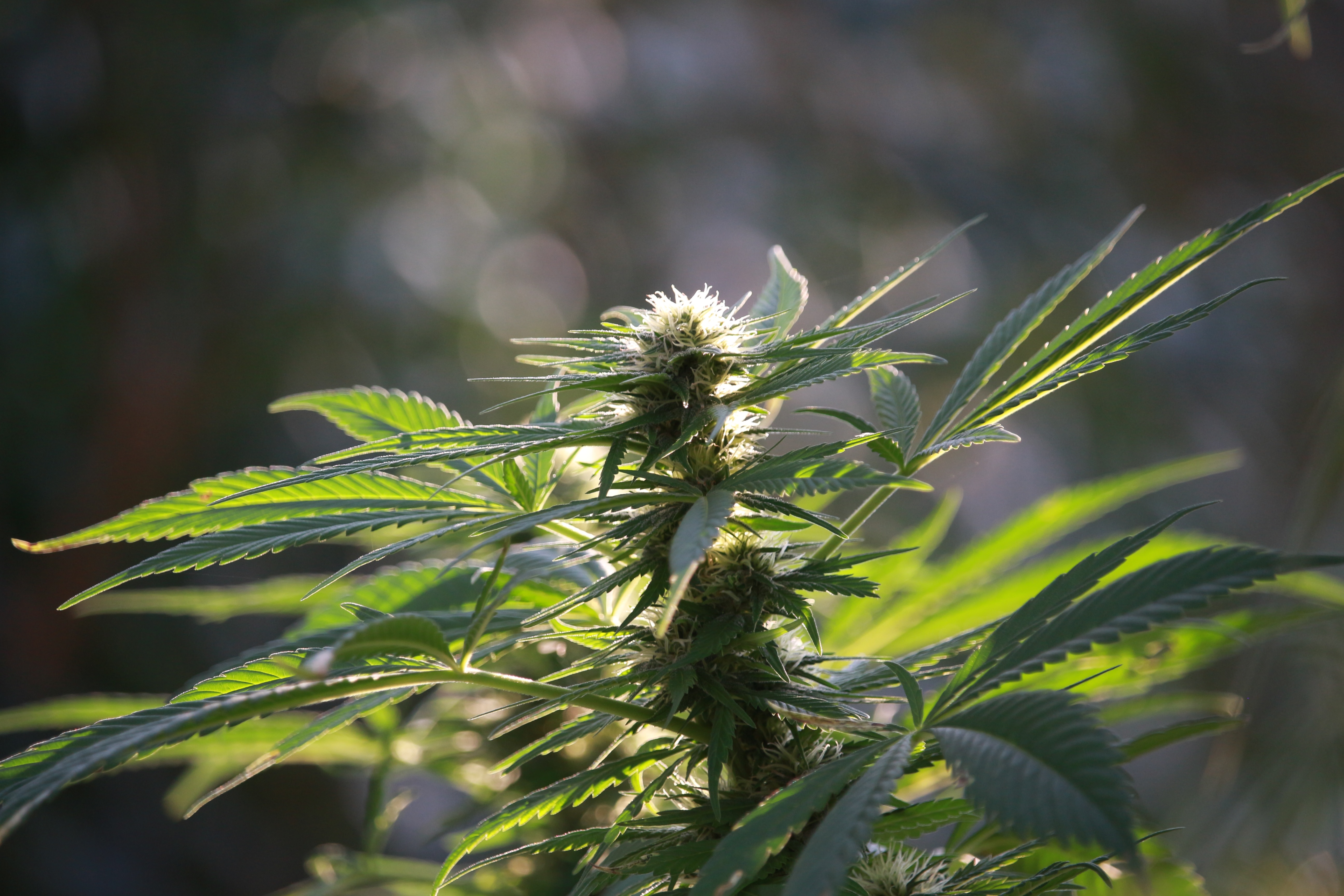 gefälschte Cannabisis Taschen Mylar Brands