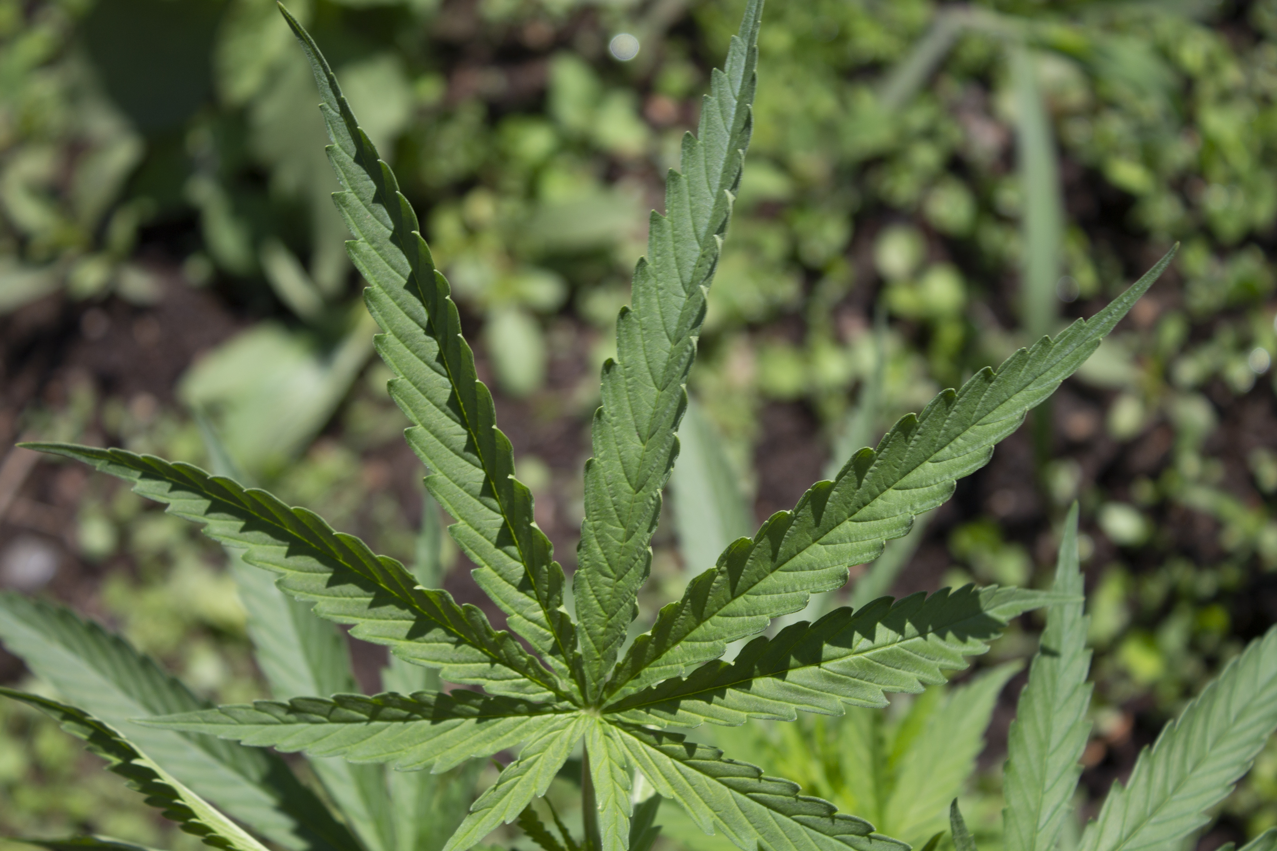 Beste exotische Verpackungsmaterialien für Cannabisprodukte